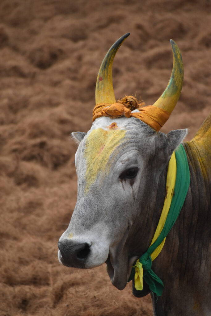 a cow with its horns and forehead colourfully decorated for pongal